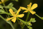 Early St. Johnswort